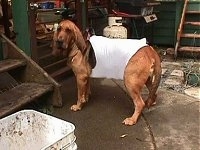 Belle the Bloodhound wearing a weaing bra outside in the backyard
