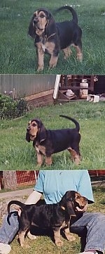 Top Photo - Bloodhound Puppy standing in a field. Middle Photo - Bloodhound Puppy standing in a yard. Bottom Photo - Bloodhound puppy standing between its owners legs who is sitting on the ground
