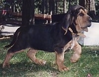 Bloodhound Puppy walking to the left with its paw in the air