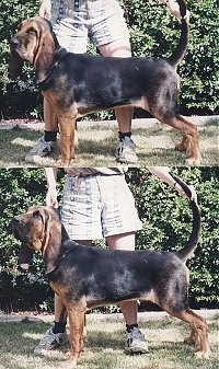 Top Photo - Tracker the Bloodhound Puppy standing in front of its owner. Bottom Photo Right Profile - Tracker the Bloodhound Puppy standing outside in front of owner who is holding his tail and head up