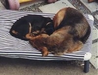 An Adult Bloodhound and A Bloodhound Pup laying together in a lawn chair