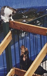 Bloodhound puppy on a deck looking up to a cat who is on the railing