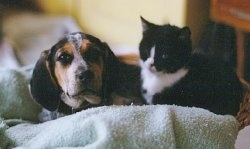 Close Up - Hannah the black, tan, gray and white ticked English Coonhound as a puppy is laying on a towel with a black and white kitten