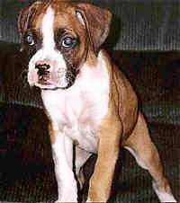 Callie the Boxer Puppy standing in front of a couch