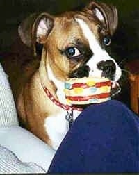 Close Up - Callie the Boxer with a hamburger squeaky toy in her mouth