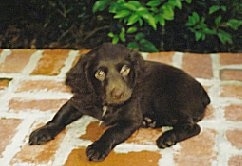 Hannah the Boykin Spaniel puppy laying on a brick porch