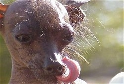 Close Up head shot of a hairless Chinese Crested licking its own nose with a long tongue.