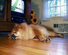 Axl the Chow Chow is sleeping on a hardwood floor. There is a TV playing in the background