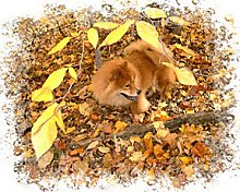 Axl the reddish-brown Chow Chow is laying in a bunch of leaves