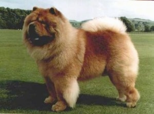 Chow Dog Images