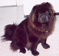 Chang the black Chow Chow is sitting on a white tiled floor and there is a white door behind him