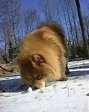 Axl the brown Chow Chow is nosing through snow outside