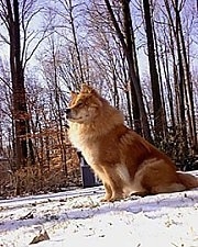 Axl the Chow Chow is sitting in snow and looking to the left
