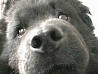 Close Up focal point on the nose - Nux the black Chow Chow's face