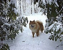 Axl the Chow Chow is standing outside in snow in between two snow-covered trees