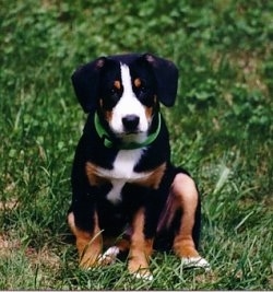 An Entlebucher puppy is sitting in a field of grass looking forward.