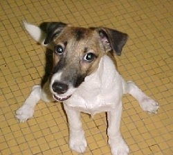 A white with brown and black Smooth Fox Terrier is sitting on a yelow tiled floor, it is looking up, its head is turned to the left and its mouth is slightly open.