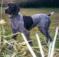 A brown with white ticked German Shorthaired Pointer is standing in a field. There is tall grass in front of it