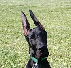 Close Up head shot - A black Great Dane is wearing a green collar sitting in grass with its very large ears up