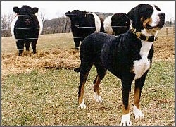 A tricolor black, tan and white Greater Swiss Mountain Dog is standing in a field in front of a wire fence that has three black and white cows behind it.