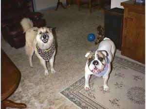 Spike the Bulldog is standing on a rug and he is wearing a bandana. To the left of him is a tan with white and black Shepherd Husky wearing a bandana also. They are looking up, both of there mouths are open and it looks like they are smiling.