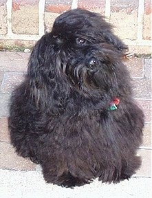 A black Havanese is sitting in front of a brick wall with its head tilted deep to the left.