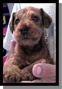 An Irish Terrier puppy is in the arms of a person