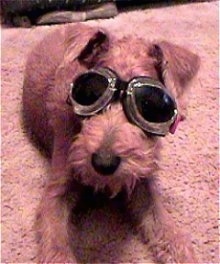 An Irish Terrier puppy is laying on a carpet with goggles over its face