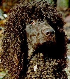 irish spaniel