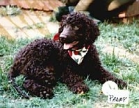 A brown Irish Water Spaniel is wearing a bandana and it is laying in grass.