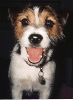 Close up front view - A white with tan and black Parson Russell Terrier is standing on a couch looking forward. Its mouth is open and it looks like it is smiling.