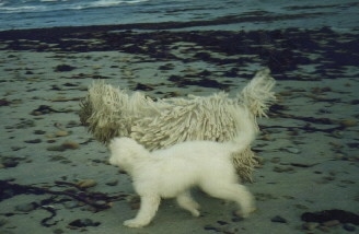 A Corded Komondor is running down a beach next to a white Komondor puppy. There are ocean waves in the distance.
