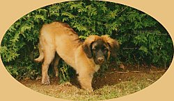 A brown with black Leonberger puppy has its front paws in a hole that it is digging in front of an evergreen tree.