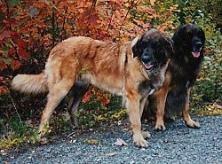 Two extra large dogs on a path with colorful leaves behind them - A standing brown with black Leonberger next to a sitting black with brown Leonberger.