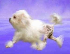 A composited image of a Lowchen running across a purple background. The front half of the Löwchen has hair and the back half only has hair at the ankles and top of the tail. The rest of the dog is shaved.
