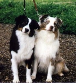 australian shepherd size