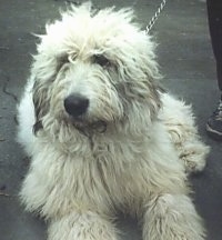 A fluffy coated white Romanian Mioritic Shepherd Dog is laying on a blacktop and there is a person standing next to it.