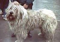 Side view - A long-coated, shaggy-looking white Romanian Mioritic Shepherd Dog is standing on a concrete area with a person behind it. Its mouth is open and tongue is out.