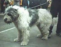 A white with gray Romanian Mioritic Shepherd Dog is standing outside on a black top surface at a dog show. There are people in the distance watching.