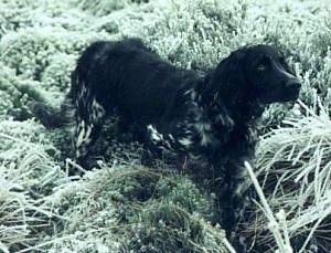 A black with white Large Munsterlander dog is standing in green brush and grass looking up.