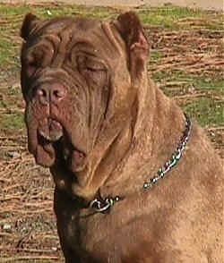Close up head and upper body shot - A wrinkly, crop-eared, brown Neapolitan Mastiff is wearing a choke chain collar sitting in grass and it is looking forward. Its eyes are squinted.