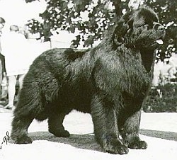 A black and white photo of a Newfoundland dog looking forward. Its mouth is open and its tongue is sticking out. It looks huge and furry.