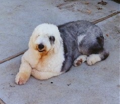 A shaved grey with white Old English Sheepdog is laying on a sidewalk and it is looking forward. its mouth is open and it looks like it is smiling.