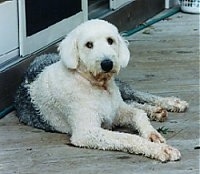 A groomed short grey with white Old English Sheepdog is laying on a wooden deck in front of a sliding door looking forward.