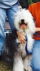 A shaggy, white with black Old English Sheepdog is sitting next to a person who has their arm over it. To the left of it is a person standing. The dogs mouth is open and tongue is out.