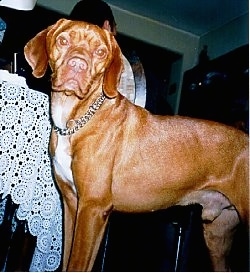 Close up upper half of a tan with white Portuguese Pointer dog that is standing in front of a dining room table.