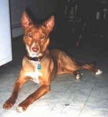 Front view - A perk-eared, red with white Podengo Portuguese dog that is laying on a tiled floor and it is looking forward.