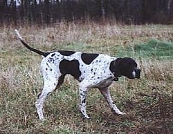 A white with black Pointer is standing in patchy grass and its head is level with its body. It is looking to the right and is in a pointing pose.