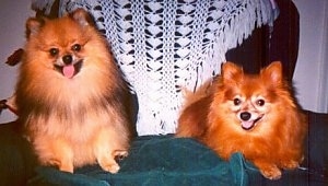 Front view of two dogs - A brown with black Pomeranian is sitting on a towel in a chair and next to it is a red Pomeranian that is laying down and looking forward. They both are panting.