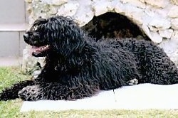 A wavy-coated, black Portuguese Water Dog is laying across a concrete surface and behind it is a large rock surface. Its mouth is open and tongue is out. It is looking to the left.